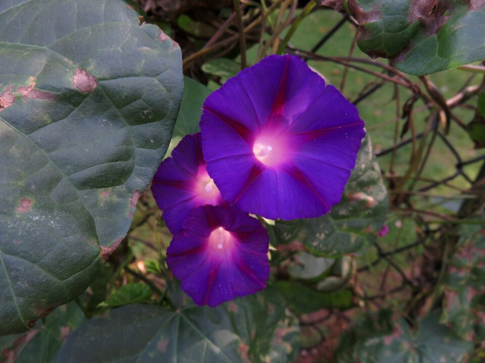 Garden leaf morning glory