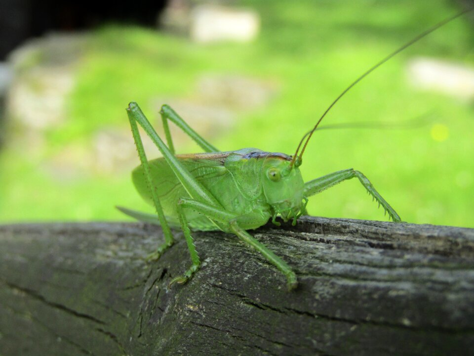 Invertebrate wildlife bush-cricket