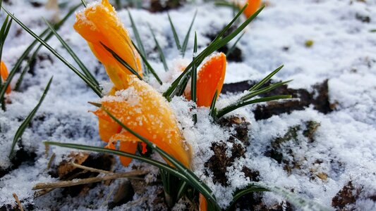 Winter snow flora