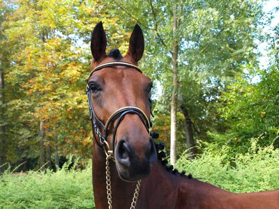 Horseback riding foal filly