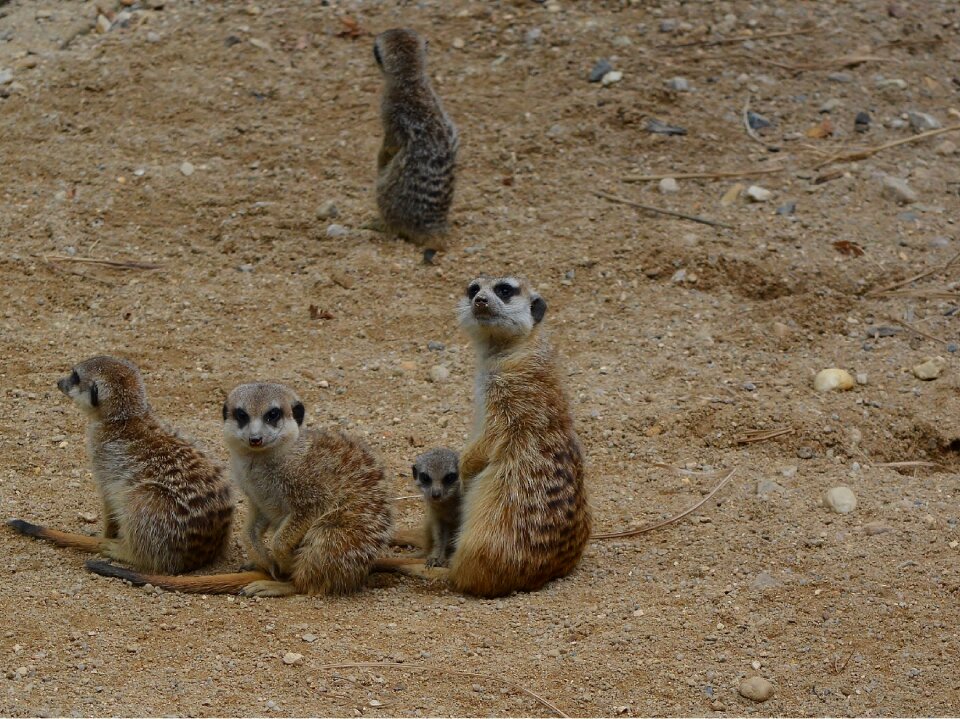Nature animal meerkat