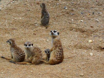 Nature animal meerkat