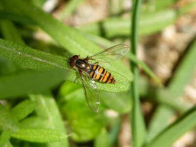 Nature animalia diptera