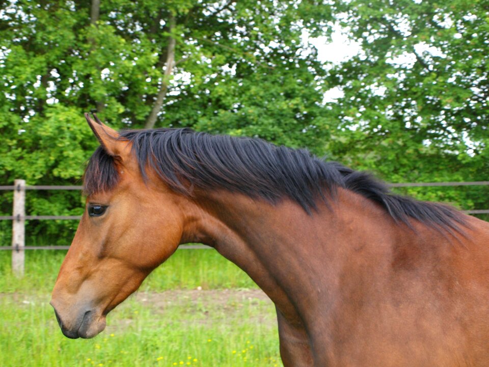 Prairie mare nature