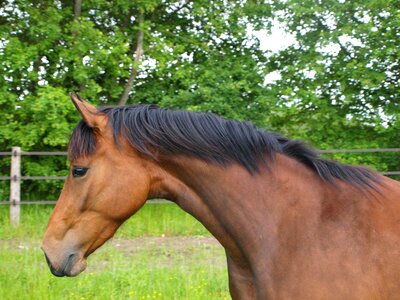 Prairie mare nature