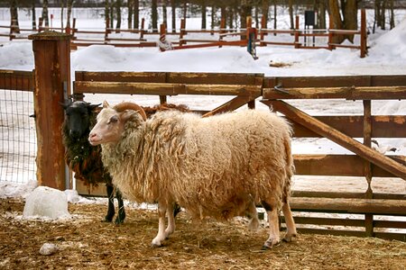 Sheep animal photo