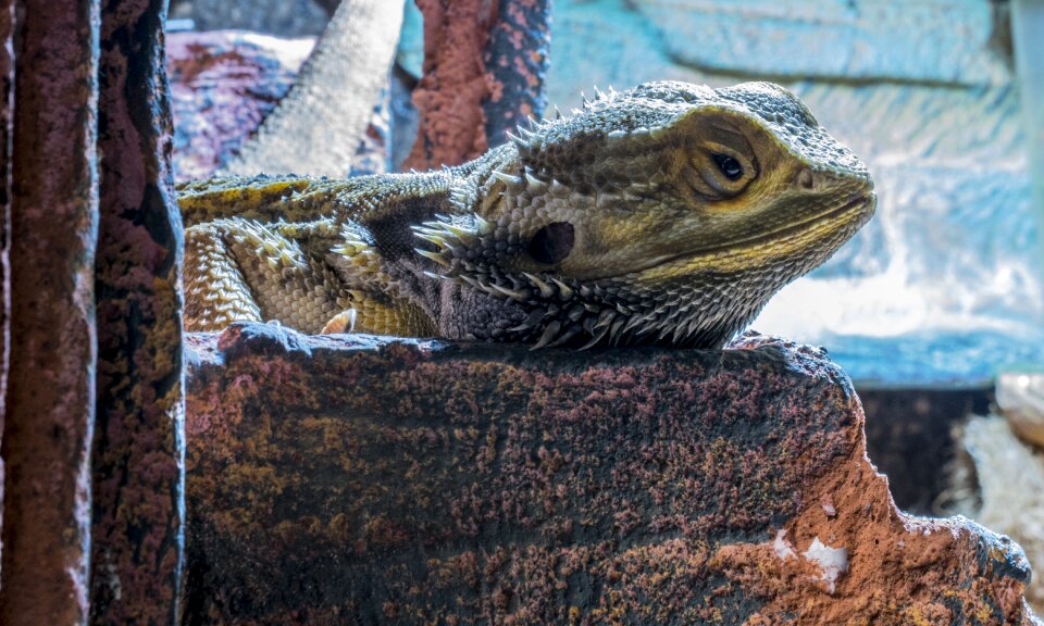 Lizard reptile animal