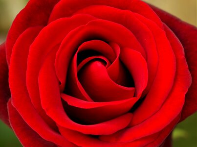 Rose flower flowerr