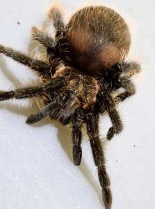Close up small spider tarantula
