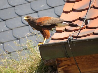 Adler roof gutter