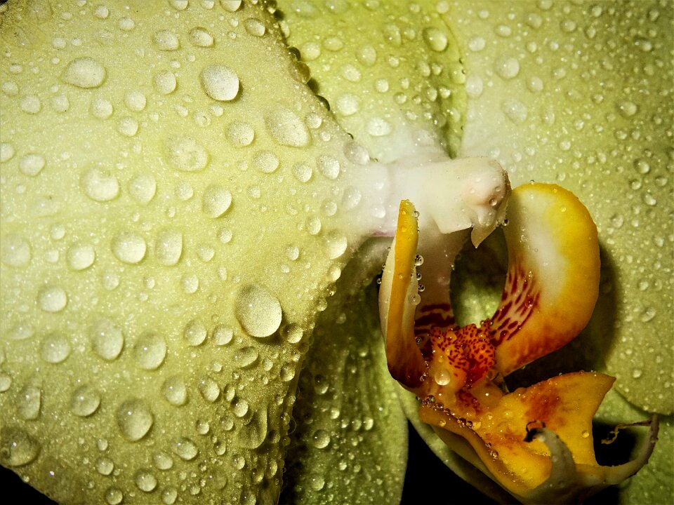 Background nature plant