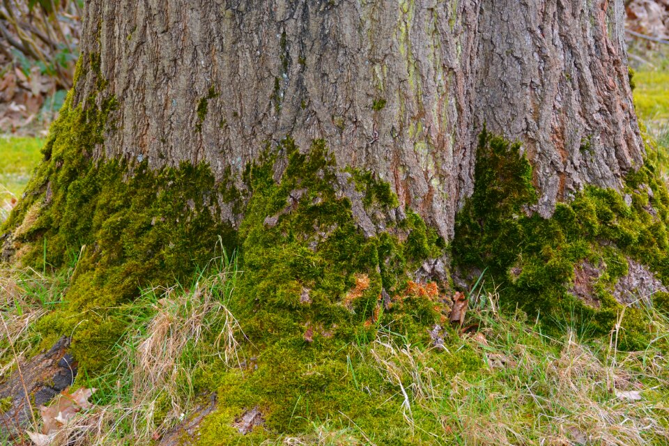 Landscape plant moss