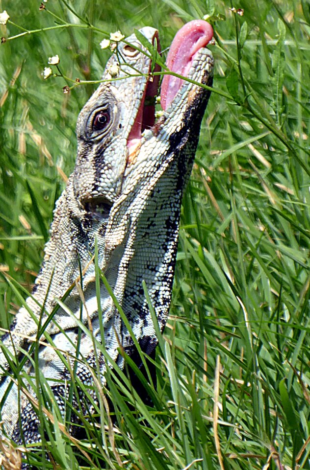 Language nature animal