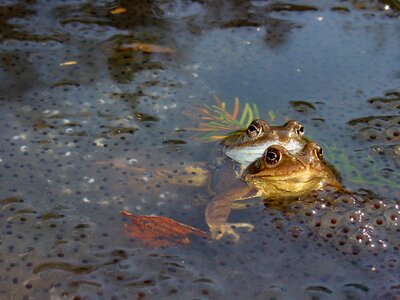 Amphibian animal world frog