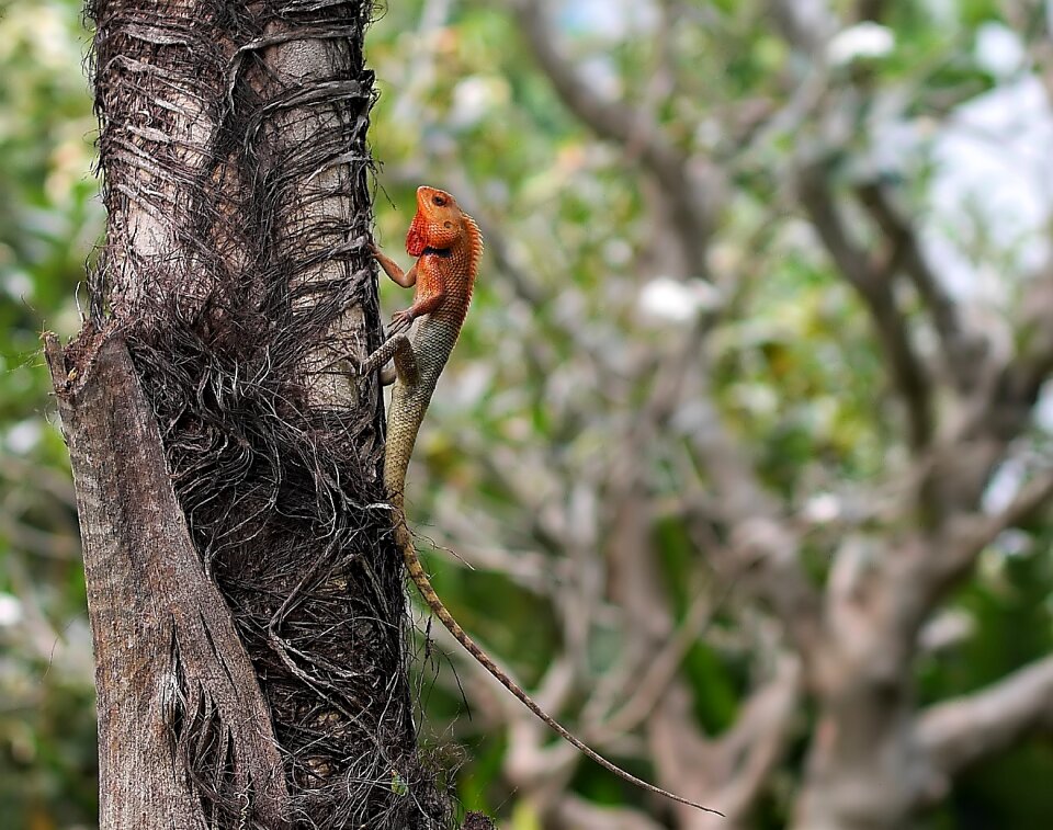 Nature lizard outdoors
