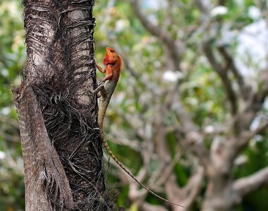 Nature lizard outdoors