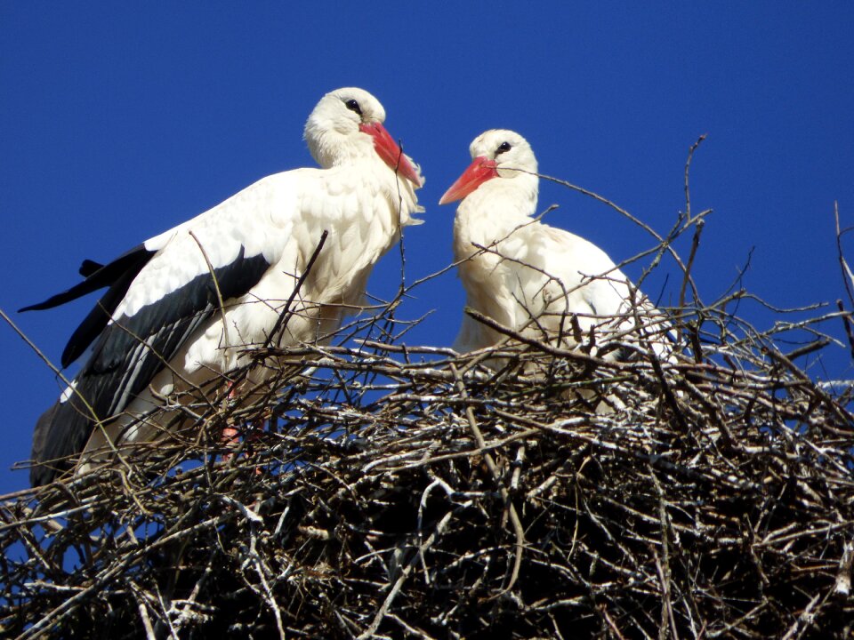 Bird nature fauna