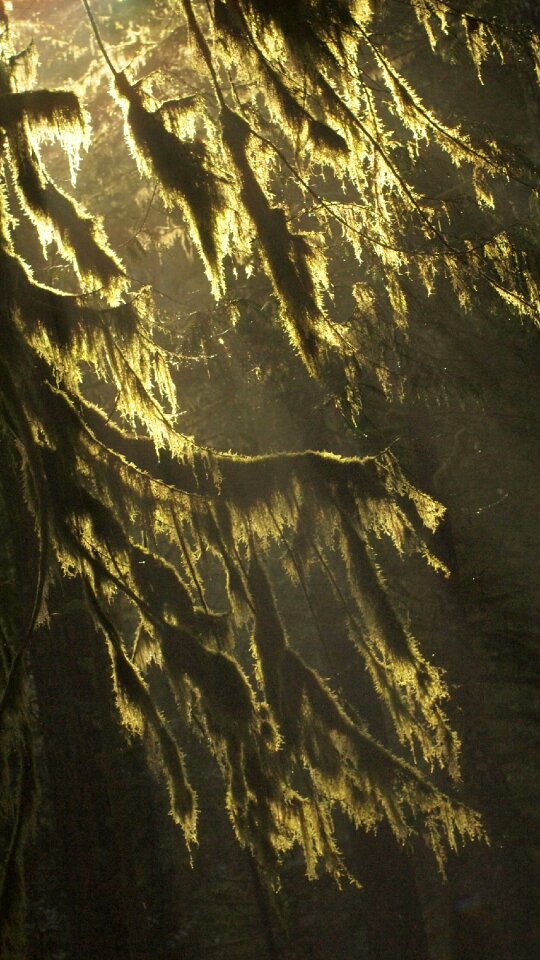 Nature moss