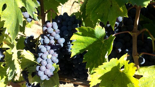 Grape nature vineyard photo