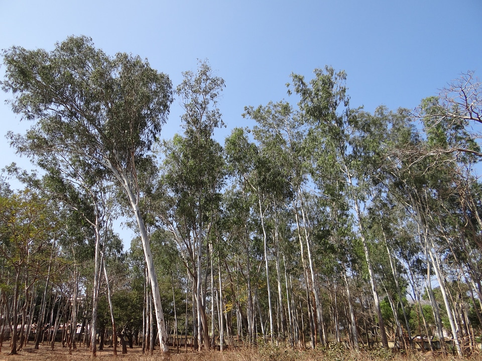 Tree organic agriculture