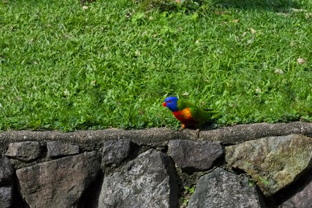 Grass bird color