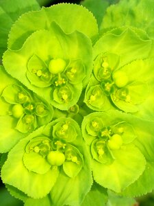 Plant geometry flower plant