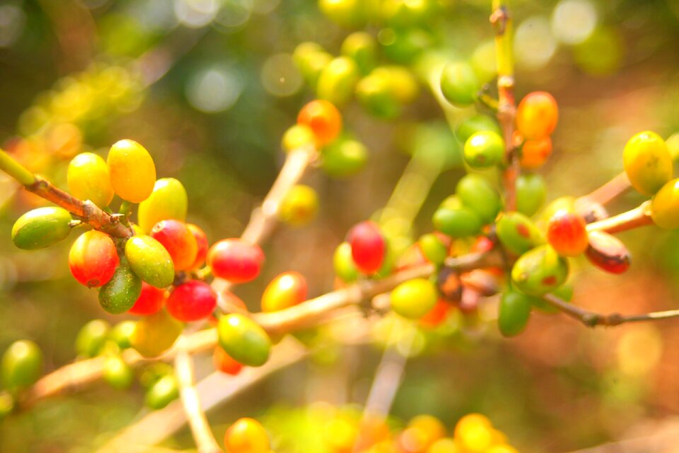 Outdoors tree