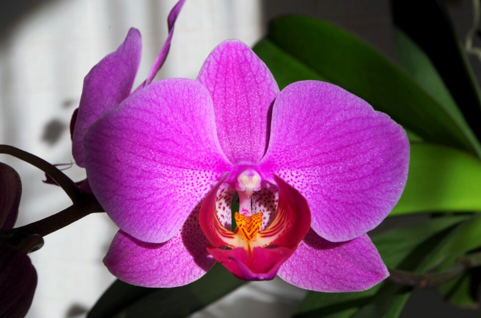 Flower pink flower orchid