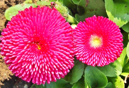 Pink daisy summer