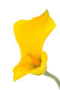 Also the marsh-calla snake root snake herb