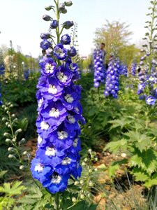 Nature plant summer