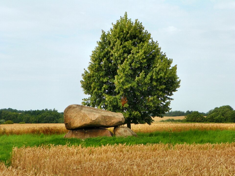 Agriculture nature tree
