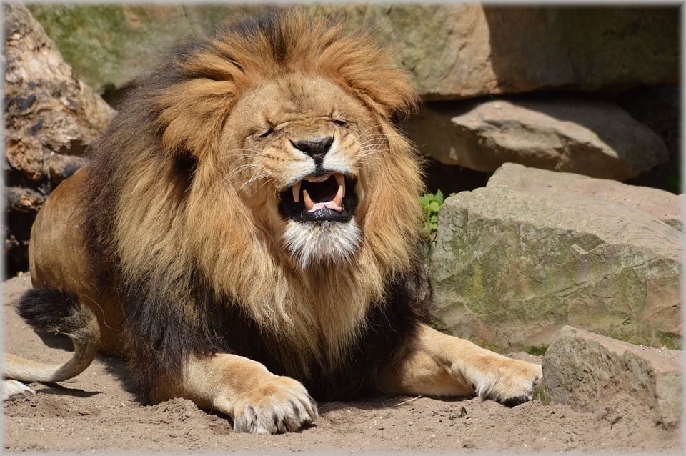 Hunter animal animals