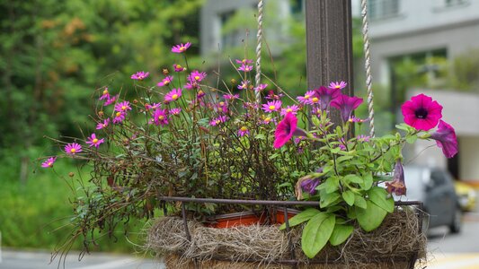 Garden summer beautiful