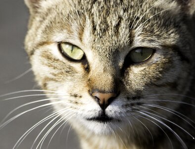 Head portrait looking