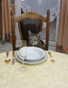 Invitation to dinner cat table photo