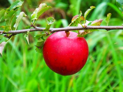 Apple sheet garden