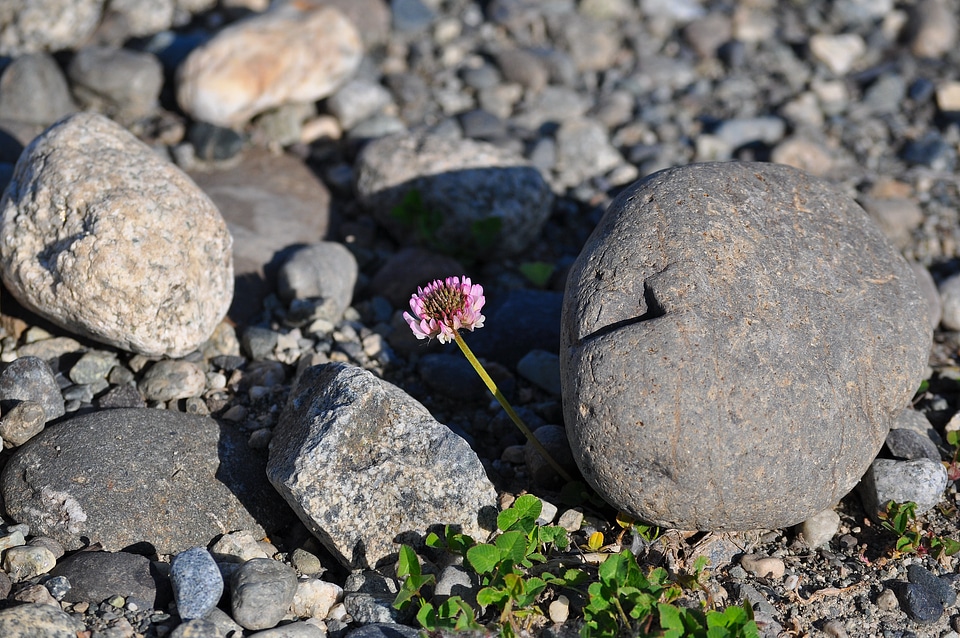 Rock blossom plant photo