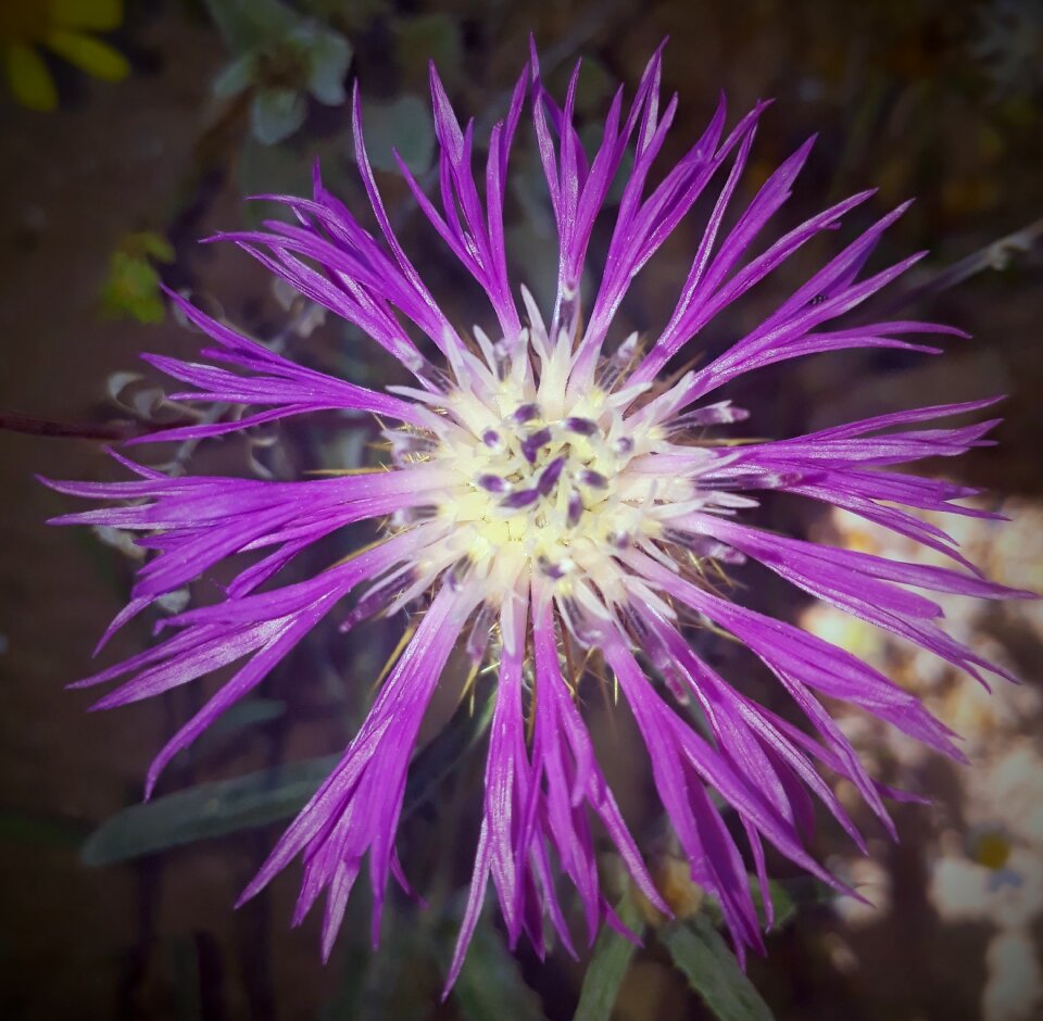 Summer fulfillment purple