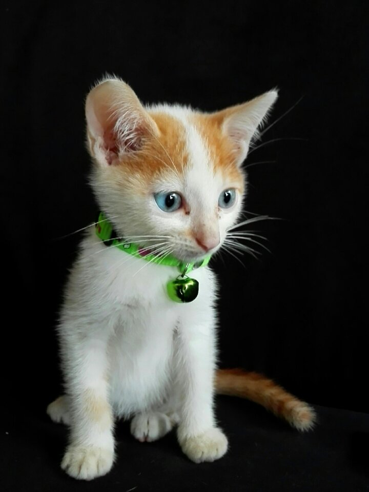 Animalia small kitten