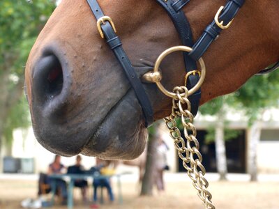 Nostrils horse contest photo