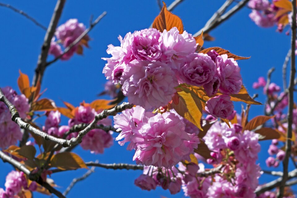 Cherry nature cherry blossoms
