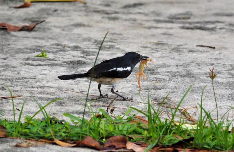 Nature outdoors animal