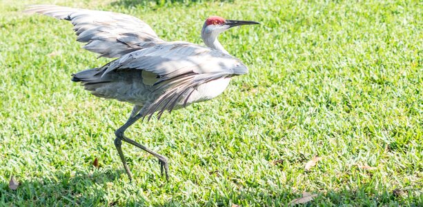Bird nature wildlife