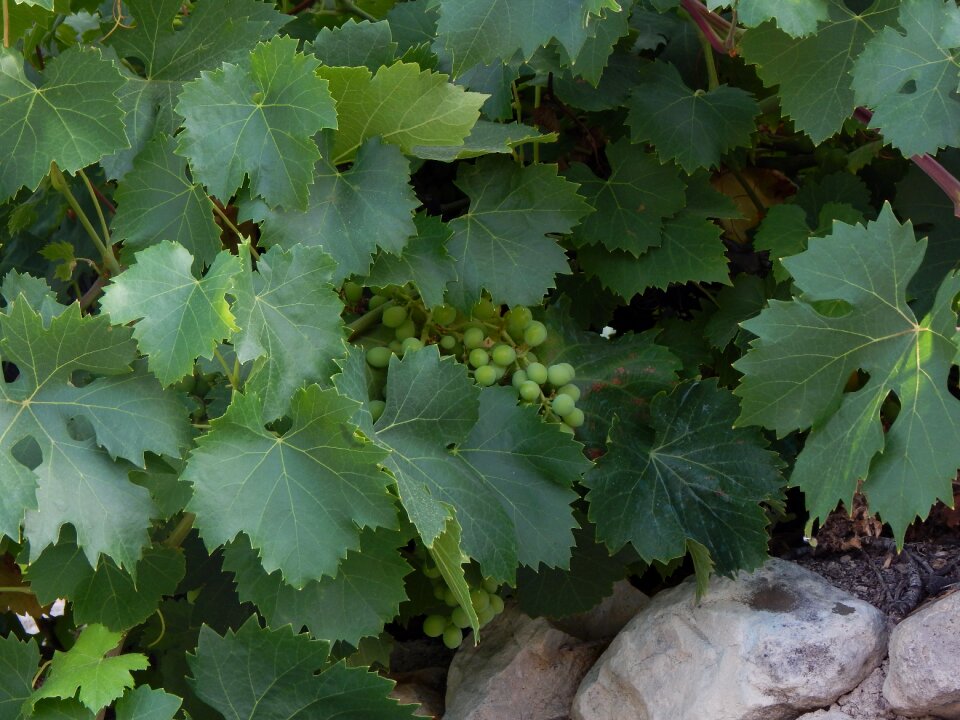 Plant guide outdoors vine