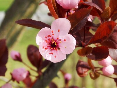 Bloom pink small