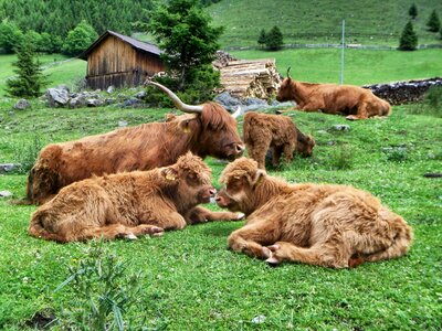 Meadow farm cattle photo