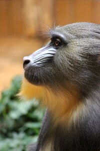 Nature wild mandrill