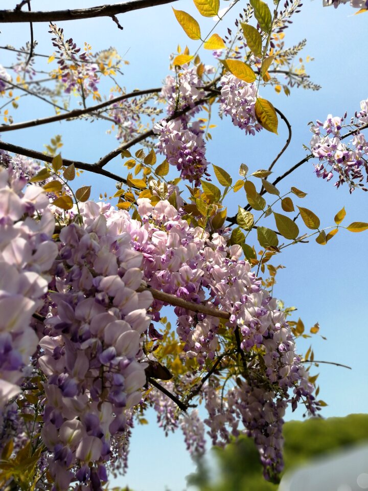 Flower branch plant