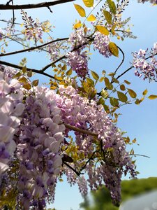 Flower branch plant